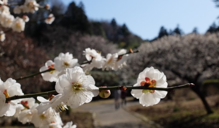 茨城、水戸黄門の西山荘で梅の花見散歩と竜神大橋でバンジージャンプ！？【Fujifilm X30】